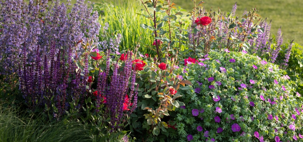 Flower bed with a mix of perennials and heraceous plants.