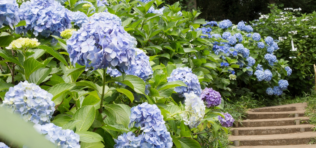 Lilac and blue hydrangeas.