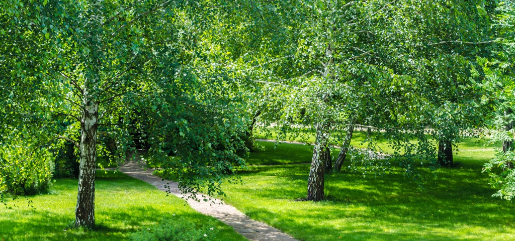 Path in a wood of birch trees.