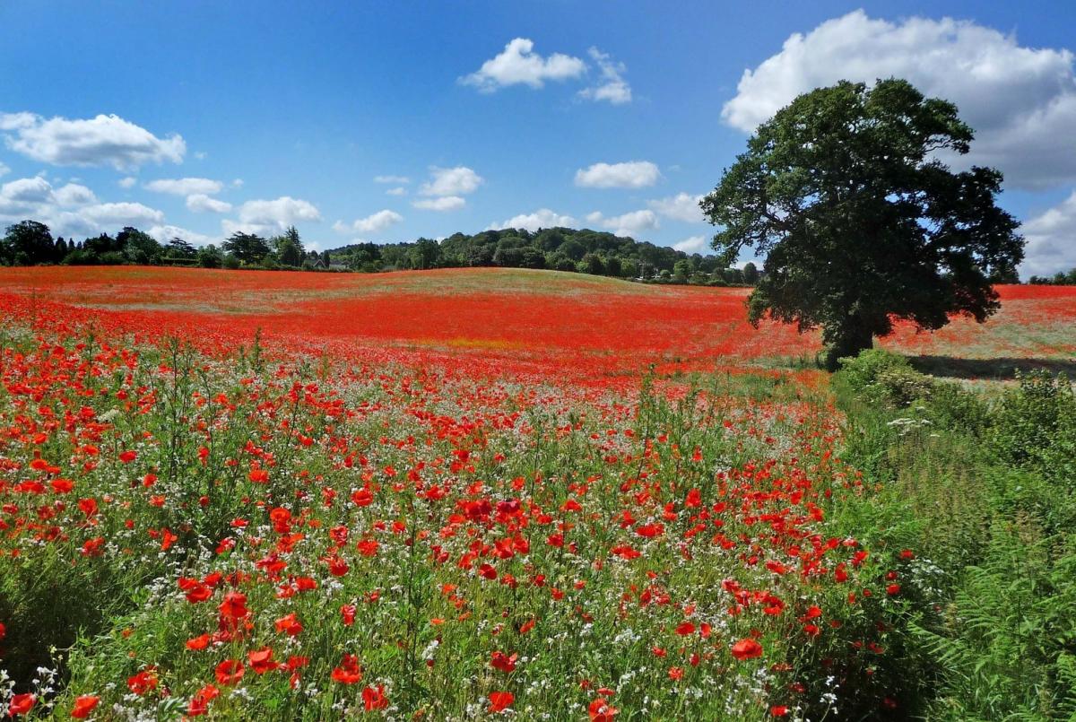 Cladco Raises Money for the Poppy Appeal 2018 | Cladco Decking